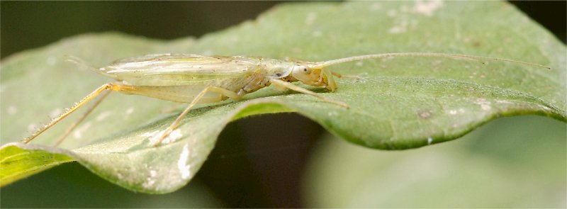 Oecanthus pellucens